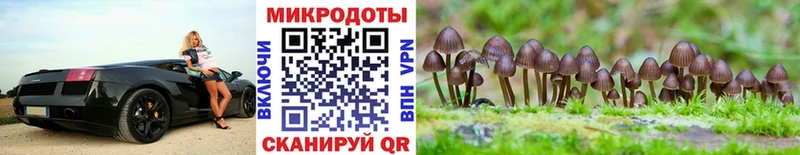 Галлюциногенные грибы Psilocybe Покровск